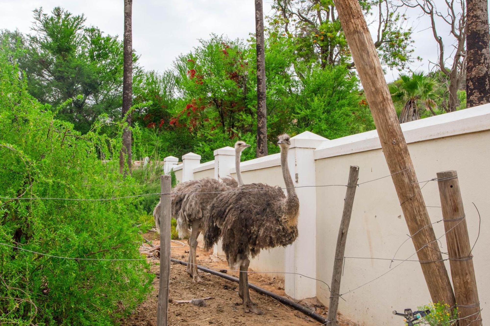 Bakenskraal Ostrich Palace Oudtshoorn Exterior foto